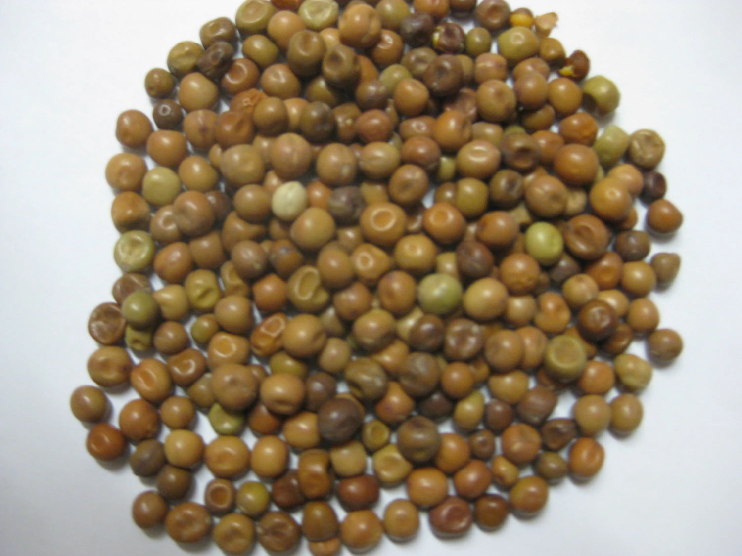 Dunpeas - Vanrobaeys 25kg 2 Dunpeas - Vanrobaeys 25kg