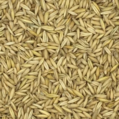 VERSELE-LAGA Hafer Derby - Versele 25kg