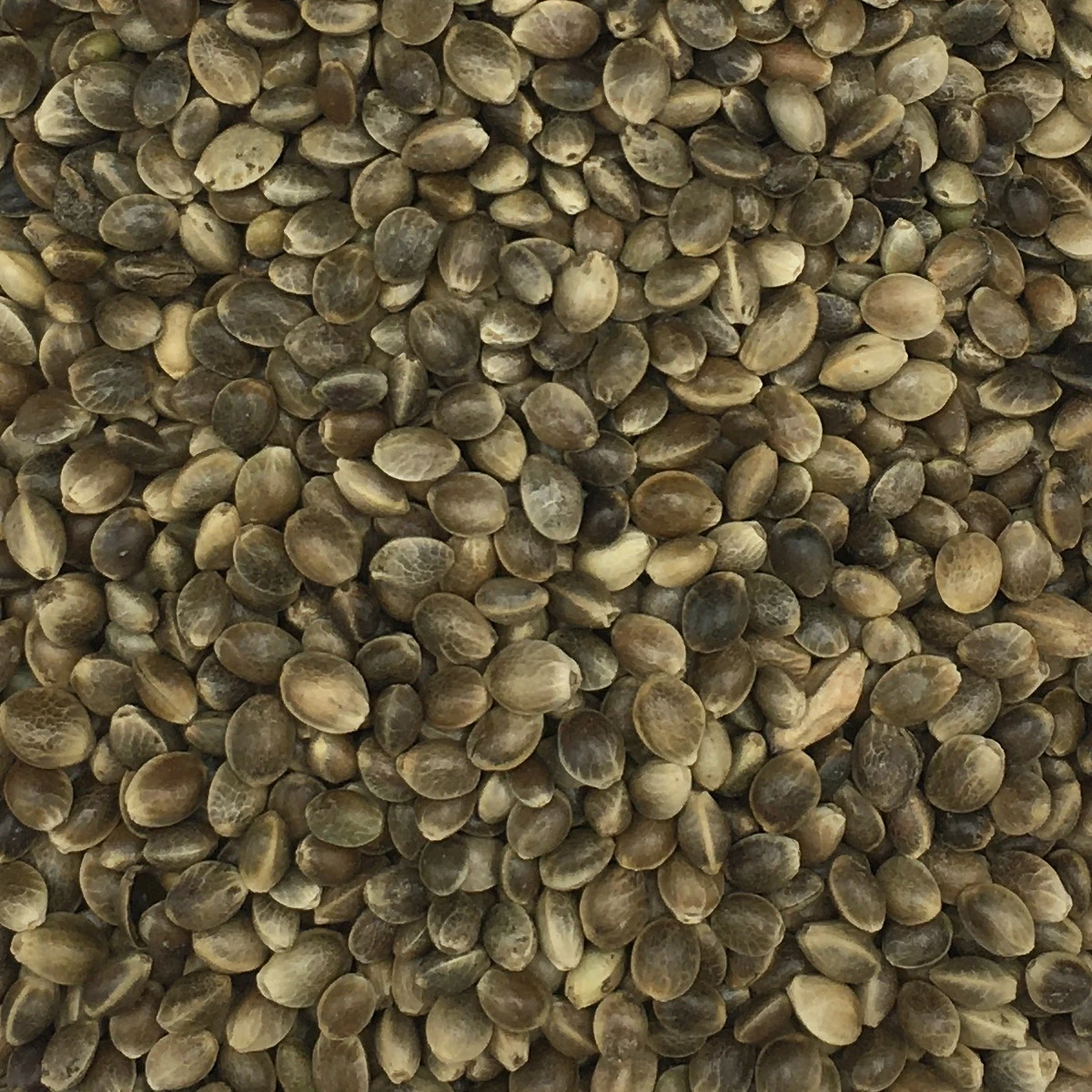 Hanfsaat Mittel - Gladen 20kg 3 Hanfsaat Mittel - Gladen 20kg