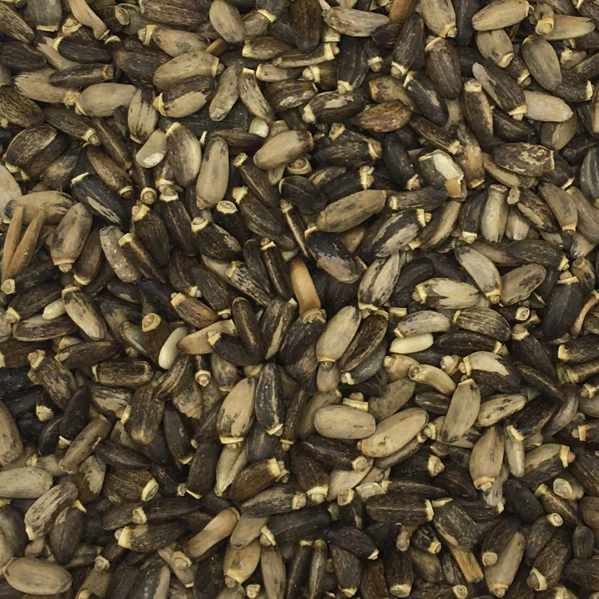 Mariendistelsamen - Vanrobaeys 20kg 3 Mariendistelsamen - Vanrobaeys 20kg