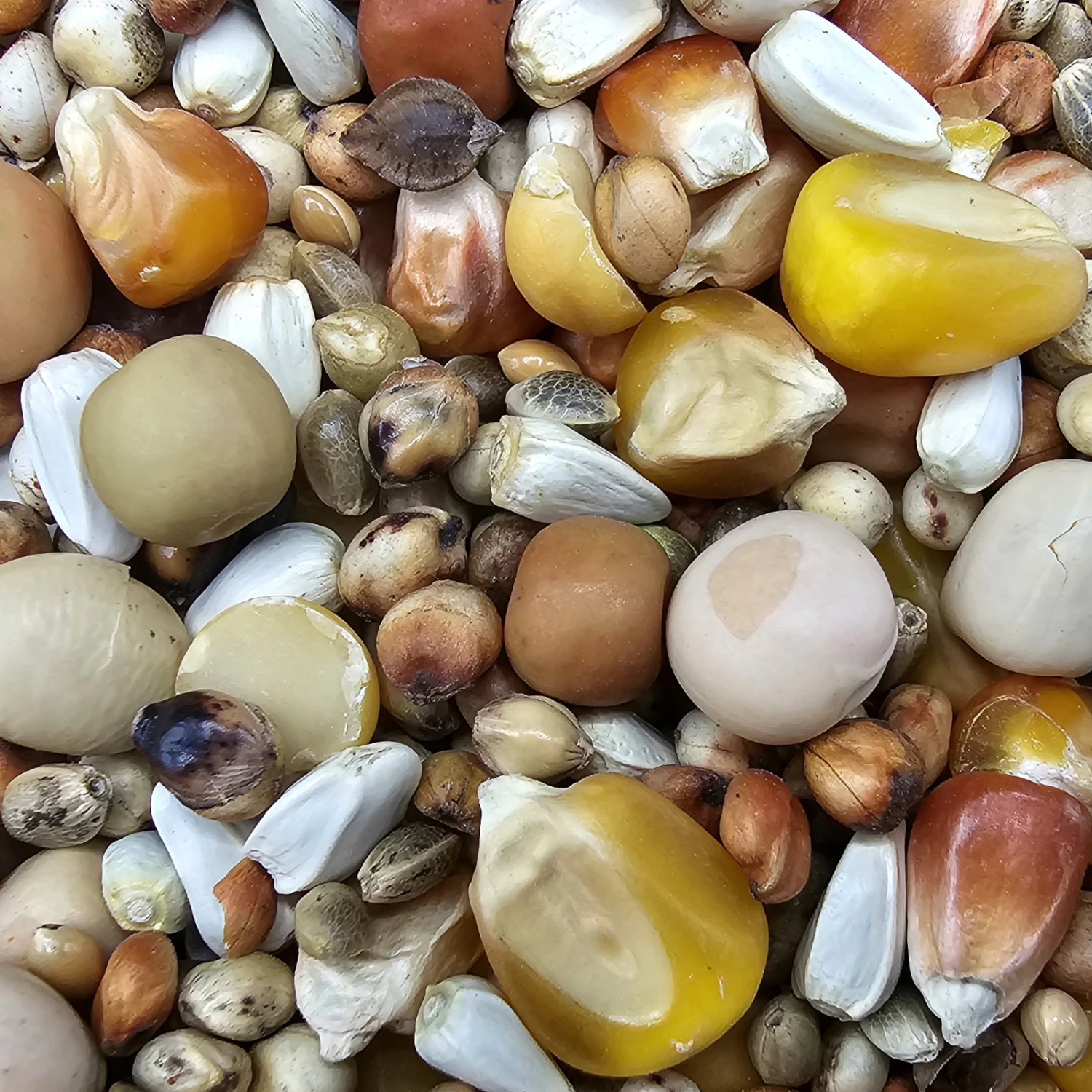 Paloma Nr.27 Premium Zucht Oh. Weizen 25kg 3 Paloma Nr.27 Premium Zucht Oh. Weizen 25kg