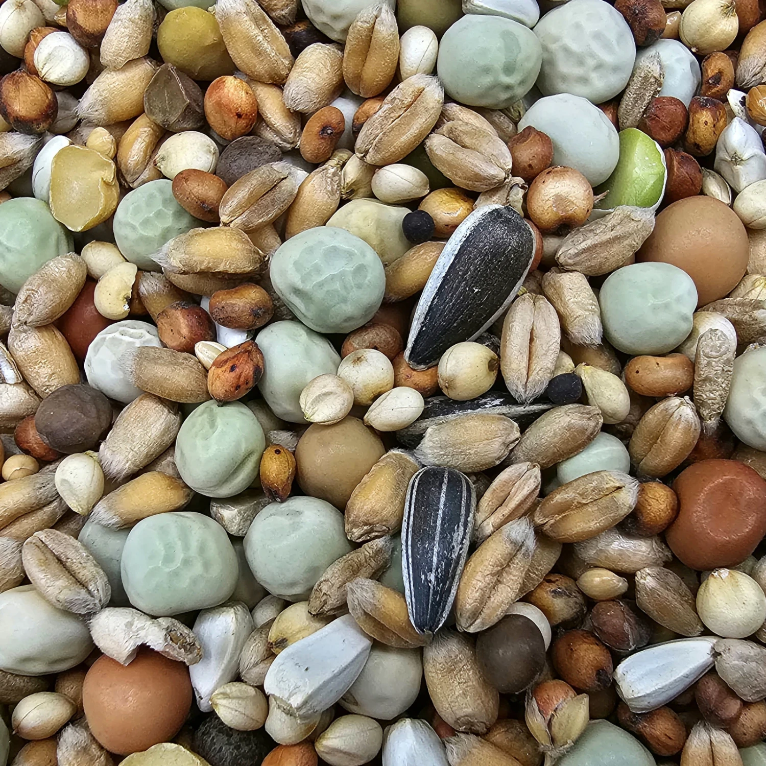 Paloma Nr.48 Super Zucht U. Jungt. Ohne Mais 25kg 2 Paloma Nr.48 Super Zucht U. Jungt. Ohne Mais 25kg