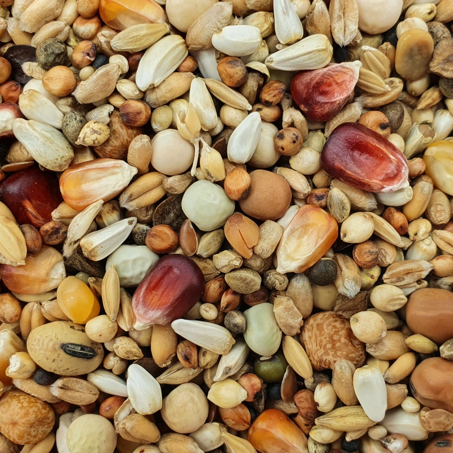 Paloma Nr.58 Mauser Premium Promo 27,5kg 3 Paloma Nr.58 Mauser Premium Promo 27,5kg